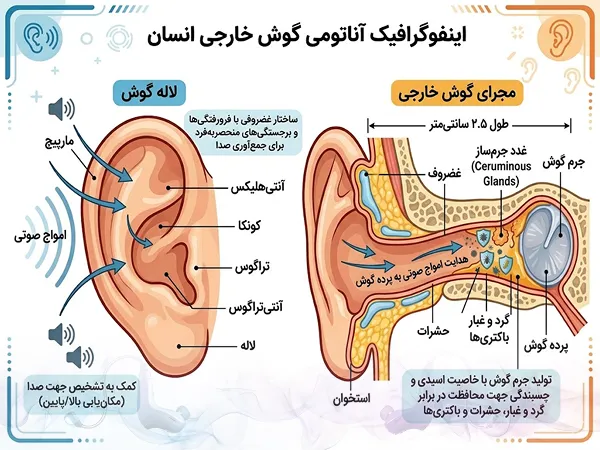 آناتومی گوش خارجی